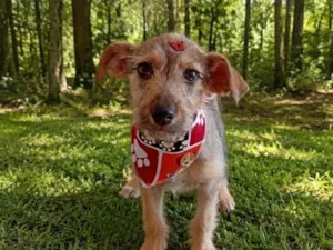 Cachorro raça SRD-ViraLata idade 2 a 6 meses nome Aninha