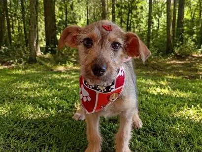 Cachorro raça SRD-ViraLata idade 2 a 6 meses nome Aninha