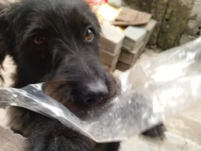Cachorro raça SRD-ViraLata idade 6 ou mais anos nome Thor
