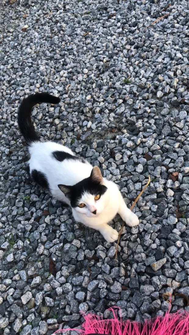 Gato raça SRD-ViraLata idade 2 a 6 meses nome Mimosa