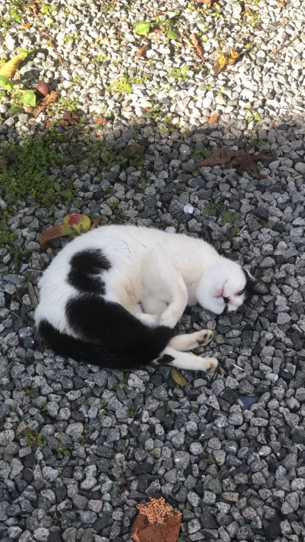 Gato raça SRD-ViraLata idade 2 a 6 meses nome Mimosa