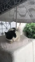 Mimosa