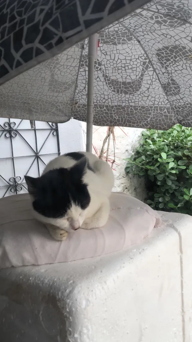 Gato raça SRD-ViraLata idade 2 a 6 meses nome Mimosa