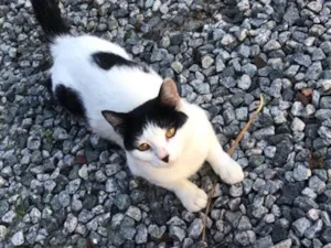 Gato raça SRD-ViraLata idade 2 a 6 meses nome Mimosa
