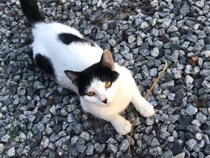 Gato raça SRD-ViraLata idade 2 a 6 meses nome Mimosa