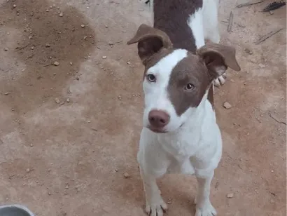 Cachorro raça SRD-ViraLata idade 2 anos nome Pirata