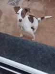 Pirata