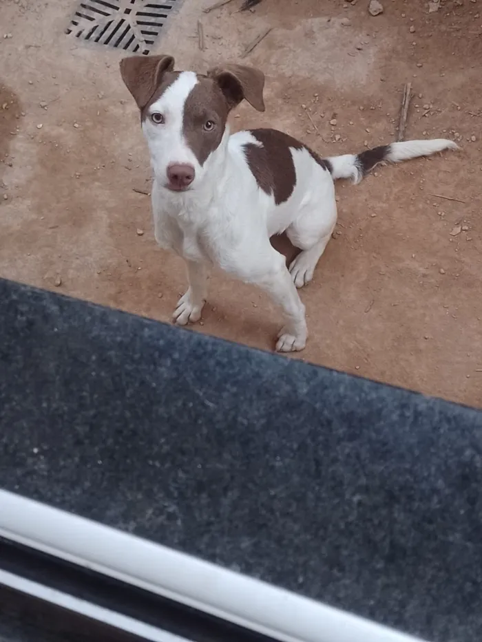 Cachorro raça SRD-ViraLata idade 2 anos nome Pirata