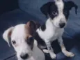 Adote esses cachorrinhos fofinhos 