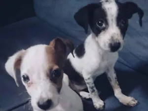 Cachorro raça SRD-ViraLata idade Abaixo de 2 meses nome Adote esses cachorrinhos fofinhos 