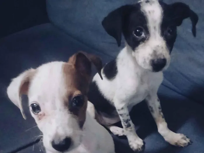 Cachorro raça SRD-ViraLata idade Abaixo de 2 meses nome Adote esses cachorrinhos fofinhos 