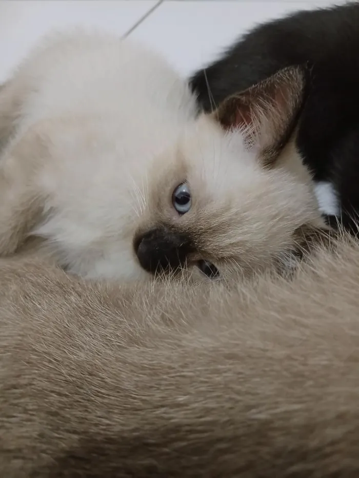 Gato raça Siamês idade Abaixo de 2 meses nome Chocô