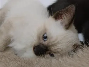 Gato raça Siamês idade Abaixo de 2 meses nome Chocô