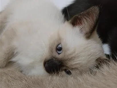 Gato raça Siamês idade Abaixo de 2 meses nome Chocô