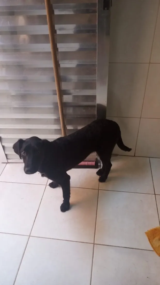 Cachorro raça SRD-ViraLata idade 1 ano nome Lara 
