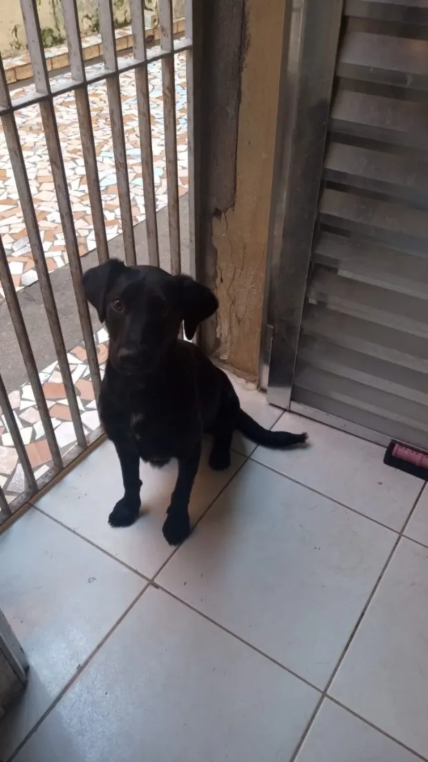 Cachorro raça SRD-ViraLata idade 1 ano nome Lara 