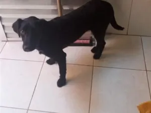 Cachorro raça SRD-ViraLata idade 1 ano nome Lara 