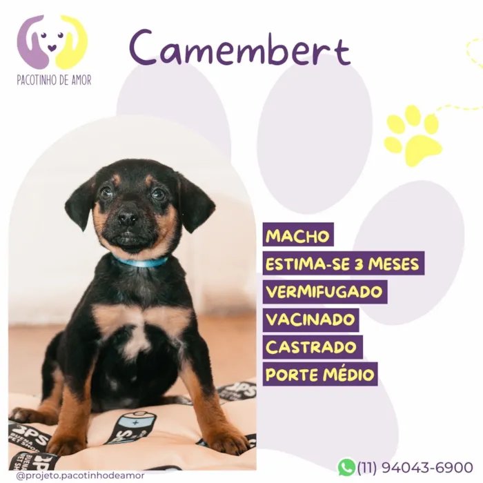 Cachorro raça SRD-ViraLata idade 2 a 6 meses nome Camembert