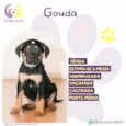 Gouda