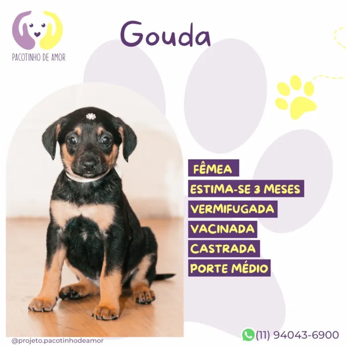 Cachorro raça SRD-ViraLata idade 2 a 6 meses nome Gouda