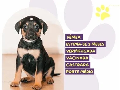 Cachorro raça SRD-ViraLata idade 2 a 6 meses nome Gouda