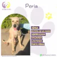 Perla