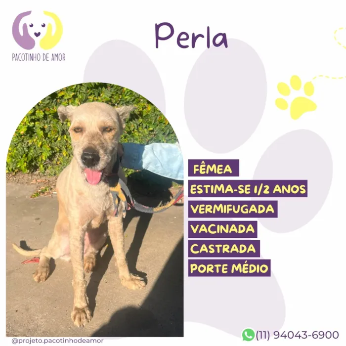 Cachorro raça SRD-ViraLata idade 2 anos nome Perla