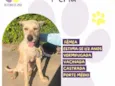 Perla