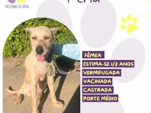 Cachorro raça SRD-ViraLata idade 2 anos nome Perla