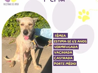 Cachorro raça SRD-ViraLata idade 2 anos nome Perla