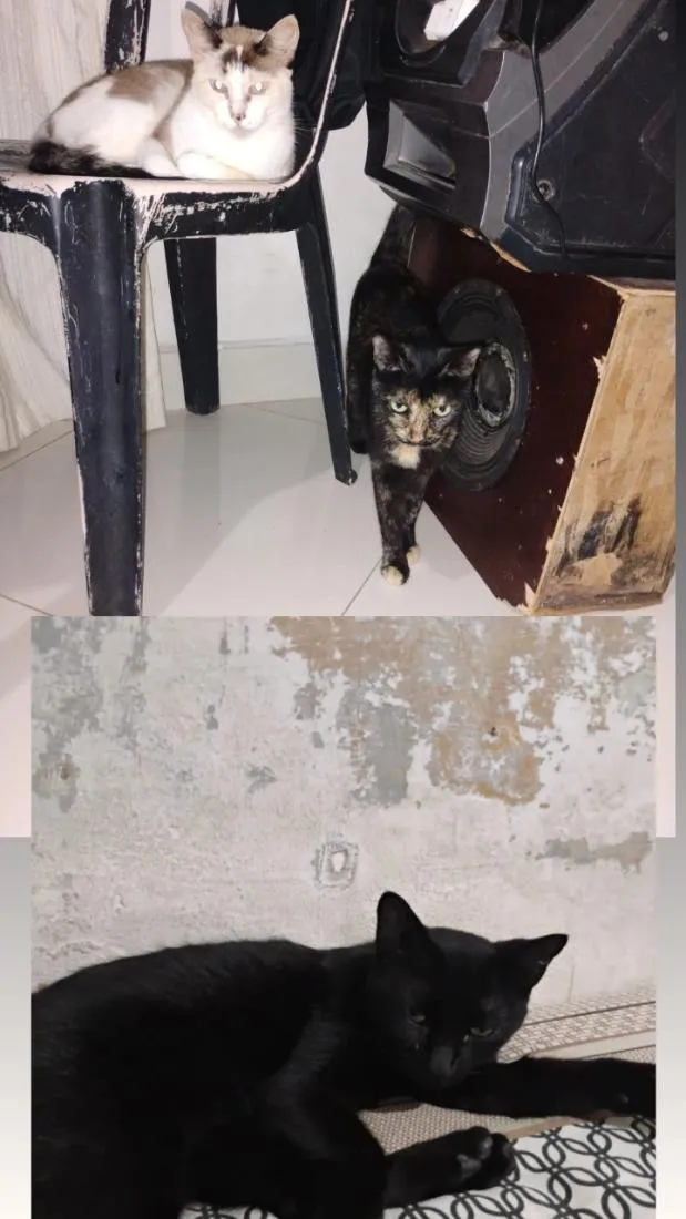 Gato raça SRD-ViraLata idade 2 anos nome Mel,zezona e neguinha