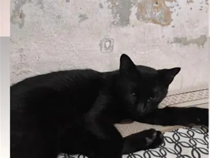 Gato raça SRD-ViraLata idade 2 anos nome Mel,zezona e neguinha