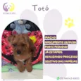 Totó