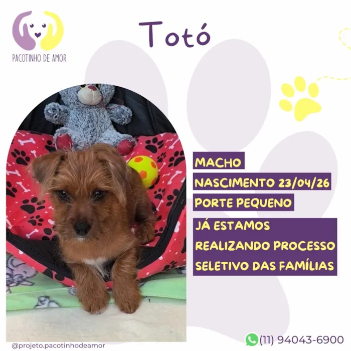 Cachorro raça SRD-ViraLata idade 2 a 6 meses nome Totó