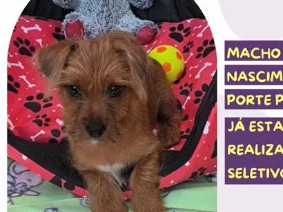 Cachorro raça SRD-ViraLata idade 2 a 6 meses nome Totó