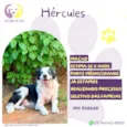 Hércules