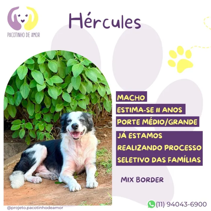 Cachorro raça SRD-ViraLata idade 6 ou mais anos nome Hércules