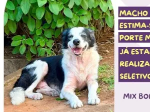 Cachorro raça SRD-ViraLata idade 6 ou mais anos nome Hércules