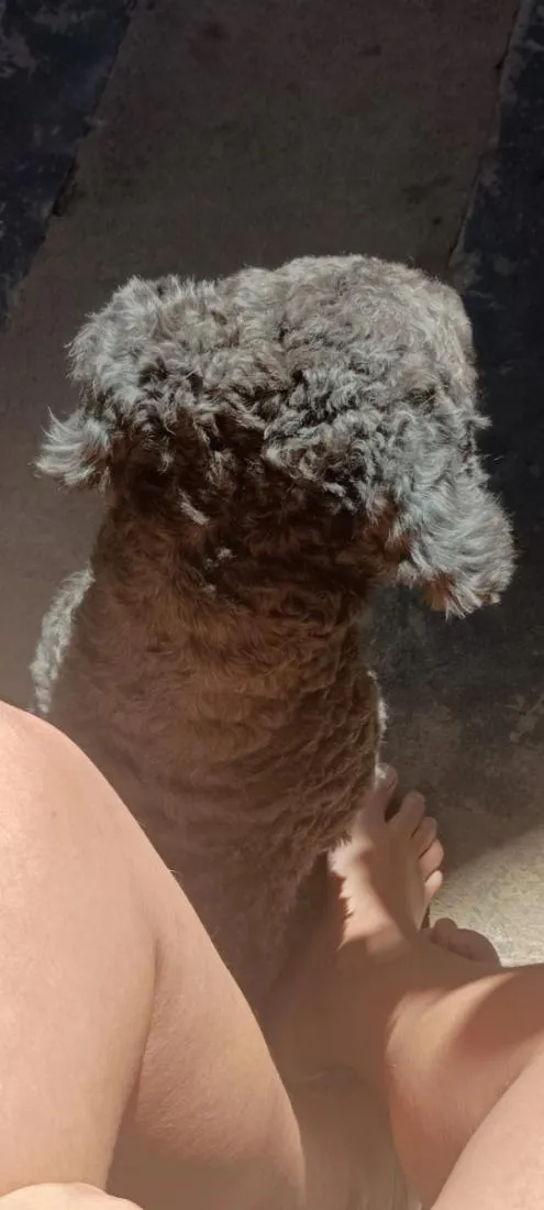 Cachorro raça Poodle idade 5 anos nome Théo 