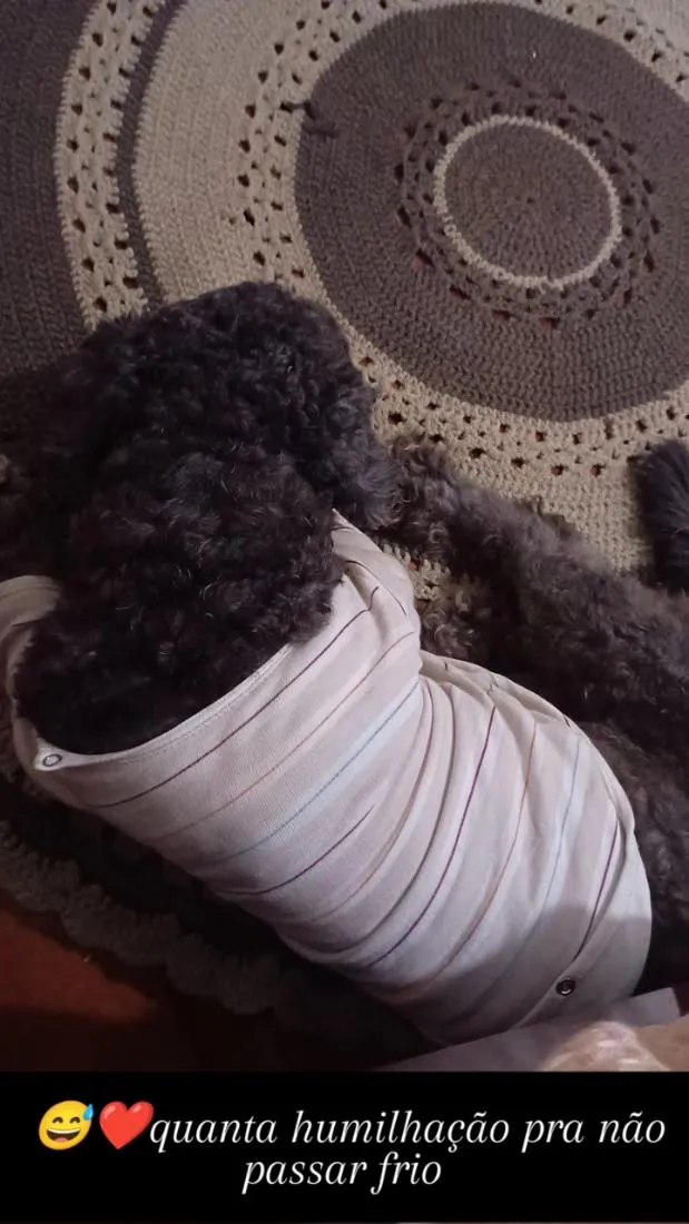 Cachorro raça Poodle idade 5 anos nome Théo 