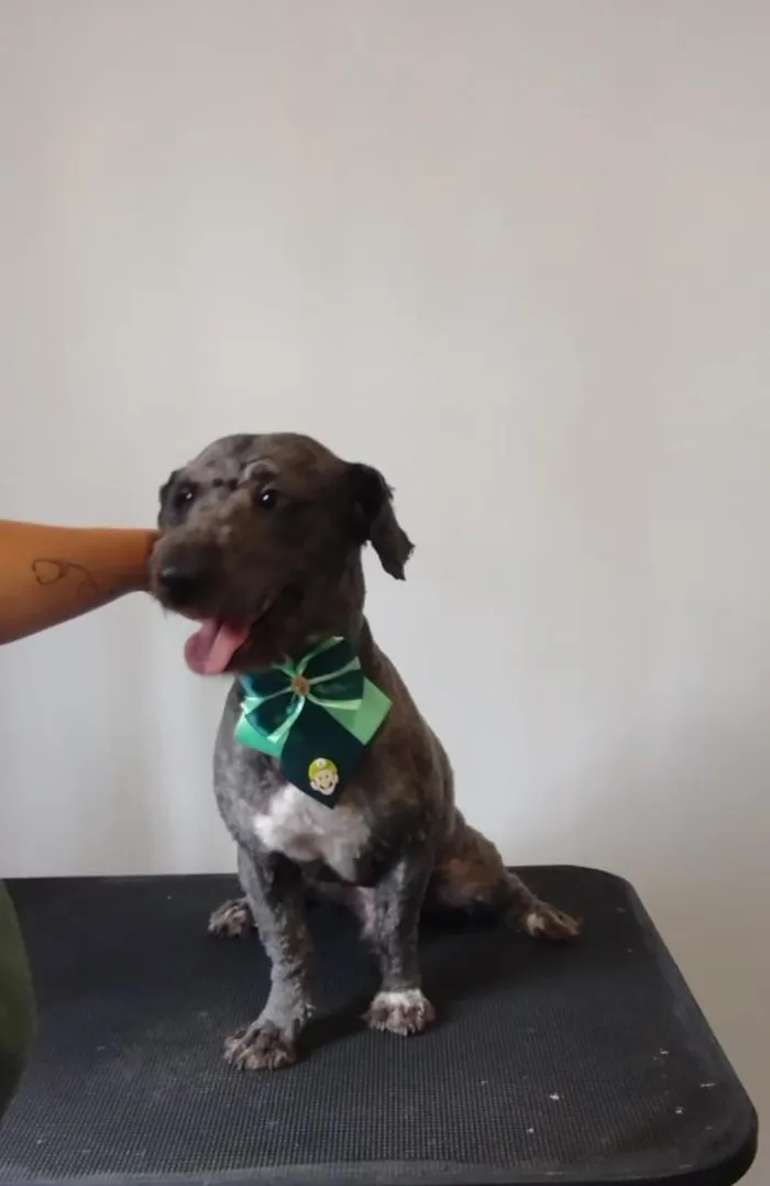 Cachorro raça Poodle idade 5 anos nome Théo 