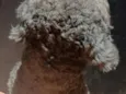 Théo 