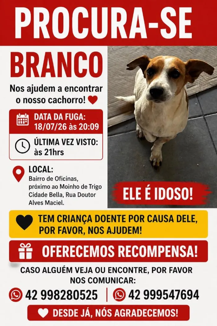 Cachorro raça SRD-ViraLata idade 6 ou mais anos nome Branco