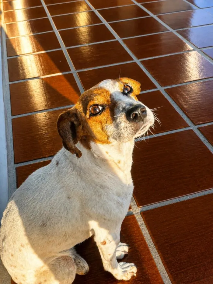 Cachorro raça SRD-ViraLata idade 6 ou mais anos nome Branco