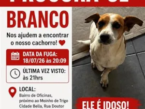 Cachorro raça SRD-ViraLata idade 6 ou mais anos nome Branco