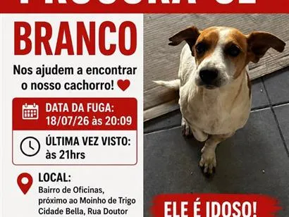 Cachorro raça SRD-ViraLata idade 6 ou mais anos nome Branco