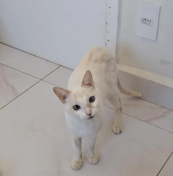 Gato raça SRD-ViraLata idade 2 anos nome Branco