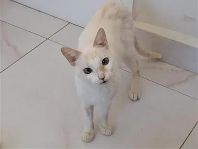 Gato raça SRD-ViraLata idade 2 anos nome Branco
