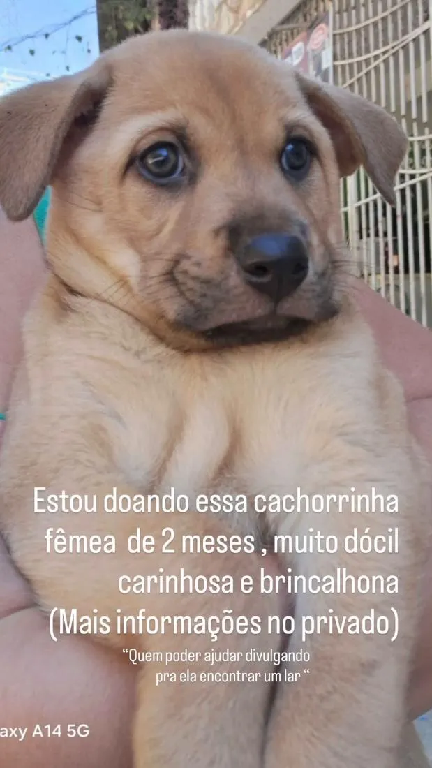 Cachorro raça SRD-ViraLata idade 2 a 6 meses nome mel