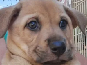 Cachorro raça SRD-ViraLata idade 2 a 6 meses nome mel